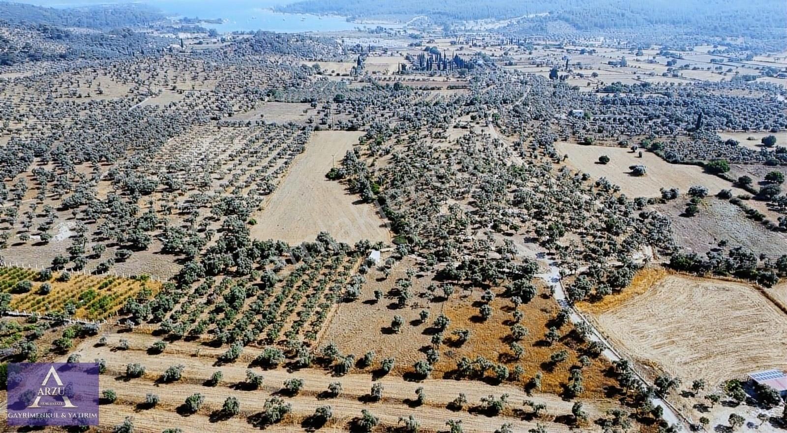 Milas Kazıklı Koyunda Yatırımlık Satılık Zeytinlik