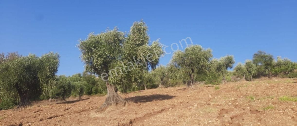 Sahibinden Satılık Zeytinlik