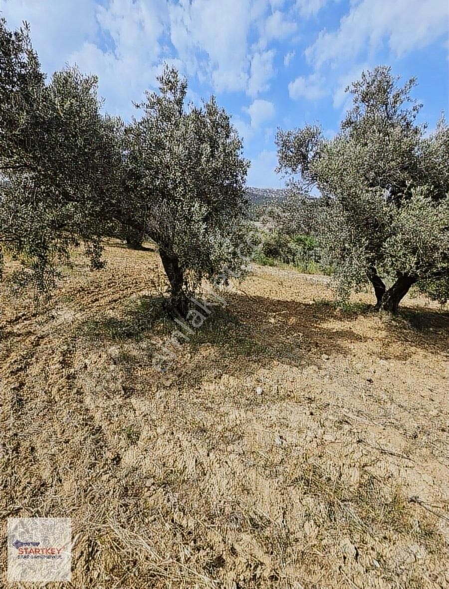 Startkey Star'dan Çambel De Yola Cepheli Yatırımlık Zeytinli Bağ - Görsel 16