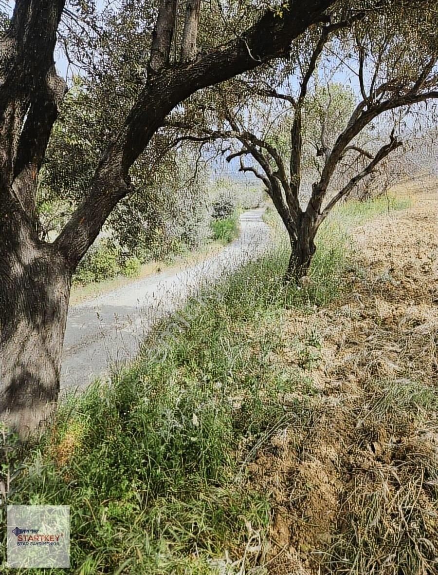 Startkey Star'dan Çambel De Yola Cepheli Yatırımlık Zeytinli Bağ - Görsel 3