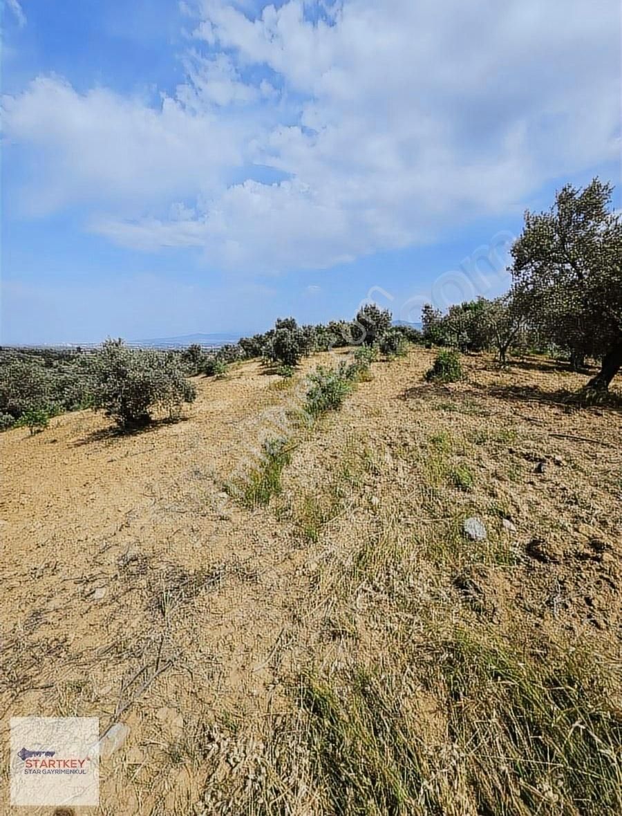 Startkey Star'dan Çambel De Yola Cepheli Yatırımlık Zeytinli Bağ - Görsel 5