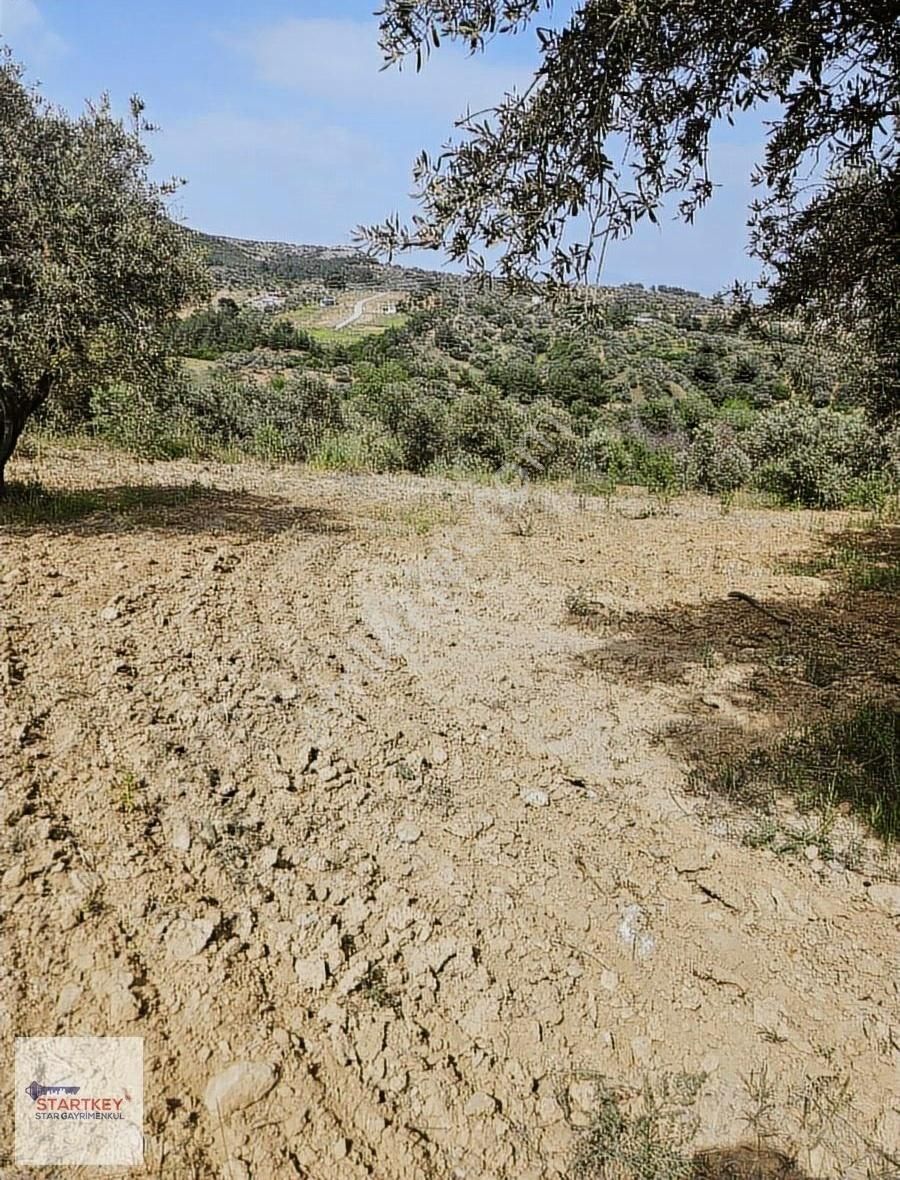Startkey Star'dan Çambel De Yola Cepheli Yatırımlık Zeytinli Bağ - Görsel 19