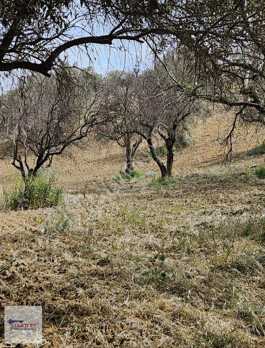 Startkey Star'dan Çambel De Yola Cepheli Yatırımlık Zeytinli Bağ - Görsel 2