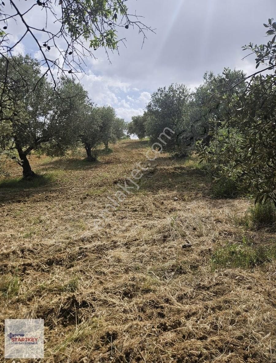 Startkey Star'dan Çambel De Yola Cepheli Yatırımlık Zeytinli Bağ - Görsel 10
