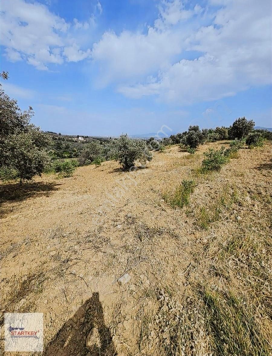 Startkey Star'dan Çambel De Yola Cepheli Yatırımlık Zeytinli Bağ - Görsel 11