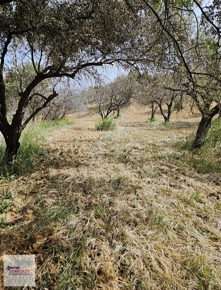 Startkey Star'dan Çambel De Yola Cepheli Yatırımlık Zeytinli Bağ - Görsel 12