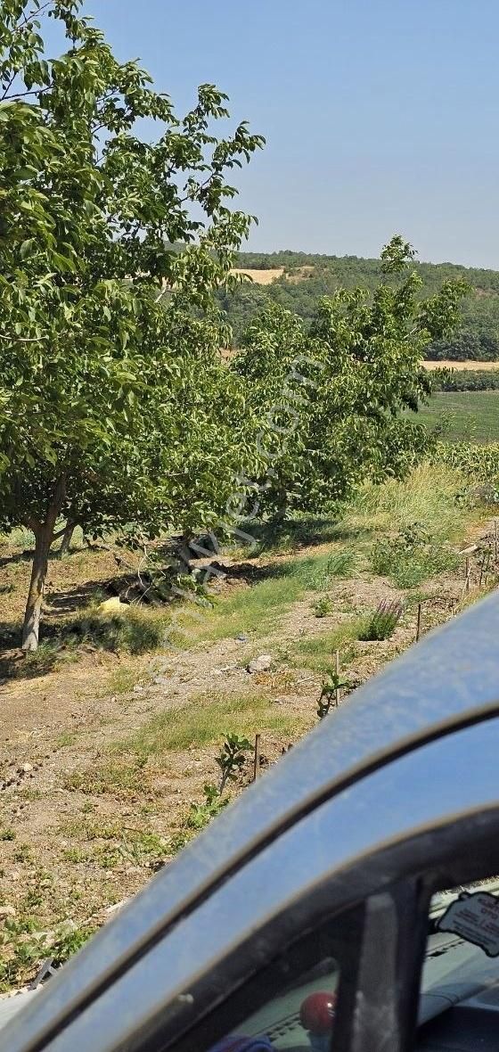 5550m Asvalata Cepheli Tokiye 2km Yenişehire 5km Hisse - Görsel 7