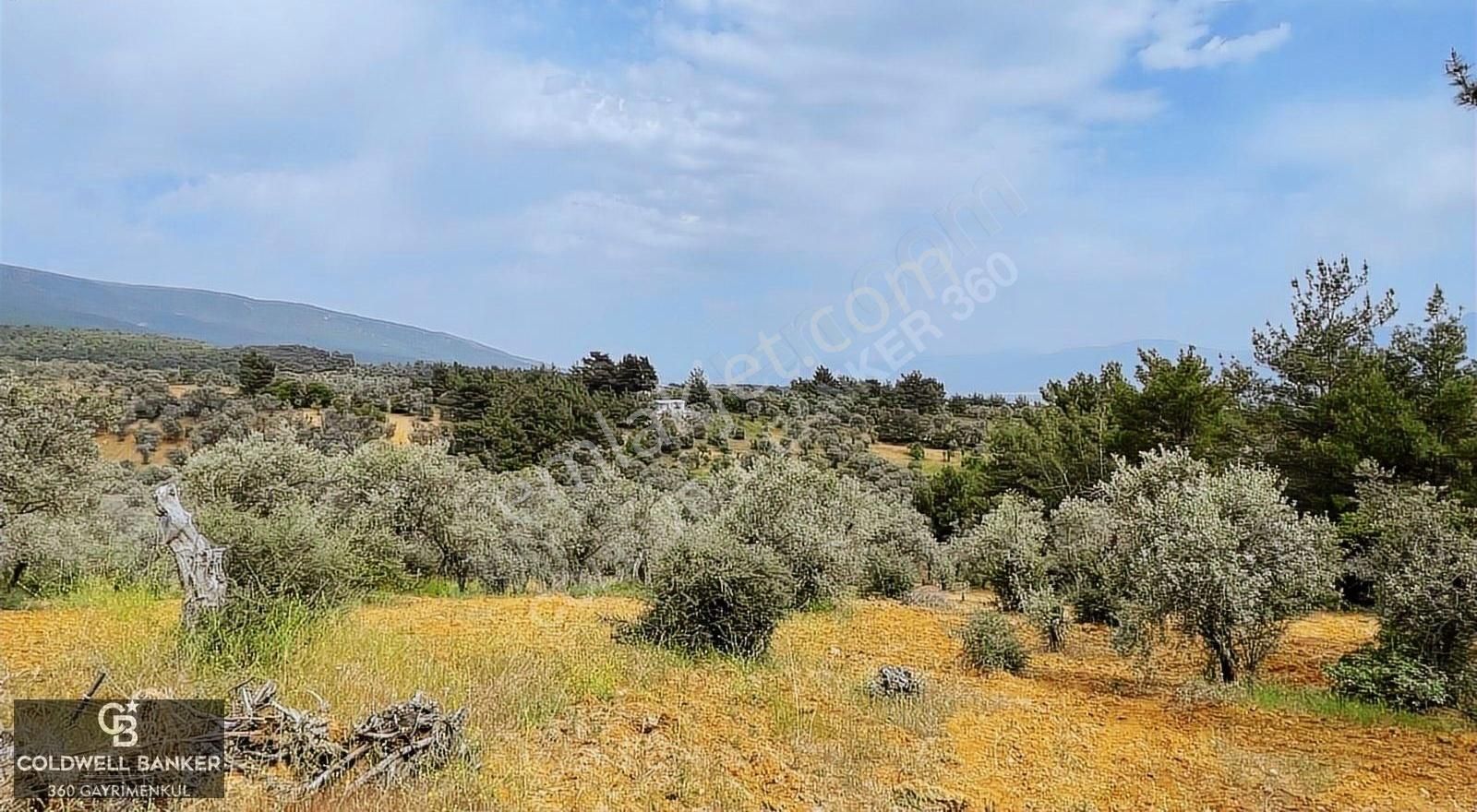 Kemalpaşa Ansızca'da Kuyucak Sınırında Satılık 7218m2 Zeytinlik