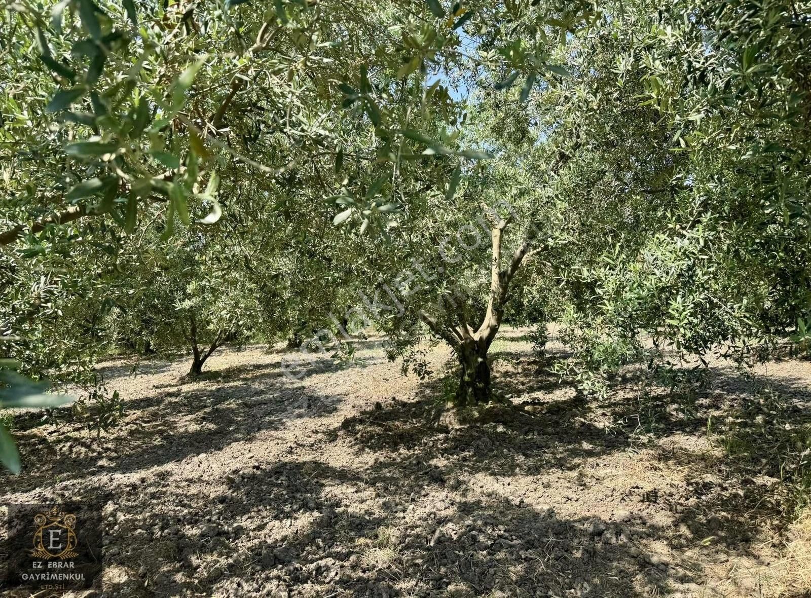 Mudanya Esencede 5500 M2, Tek Tapu Yatırımlık Arazi