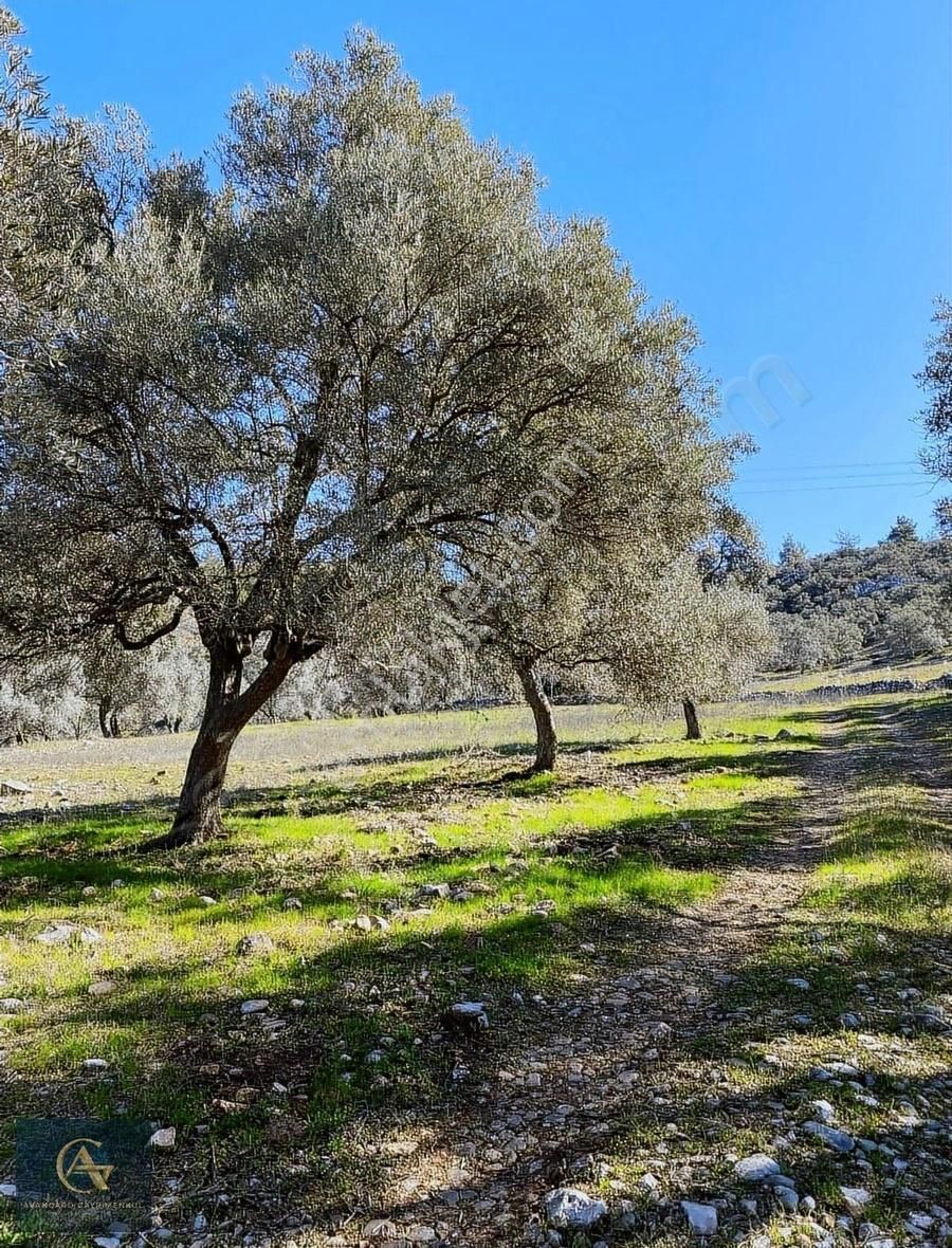 Mutluca Mahallesinde Satılık 9.194 M2 Zeytinli Tarla