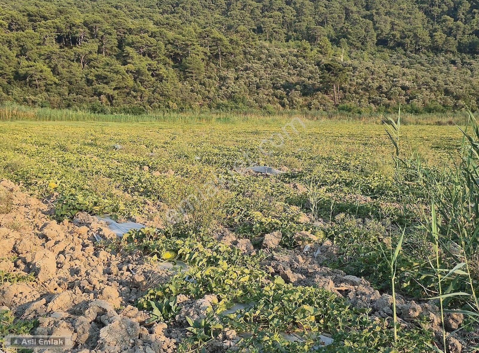 Asil Emlaktan Ortaca Güzelyurt Akdoğanda Satılık Tarla - Görsel 22