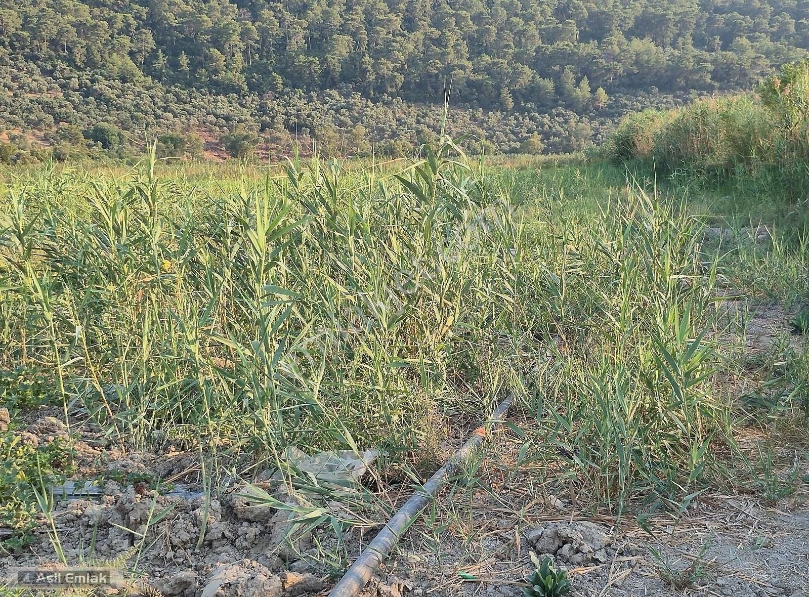 Asil Emlaktan Ortaca Güzelyurt Akdoğanda Satılık Tarla - Görsel 20
