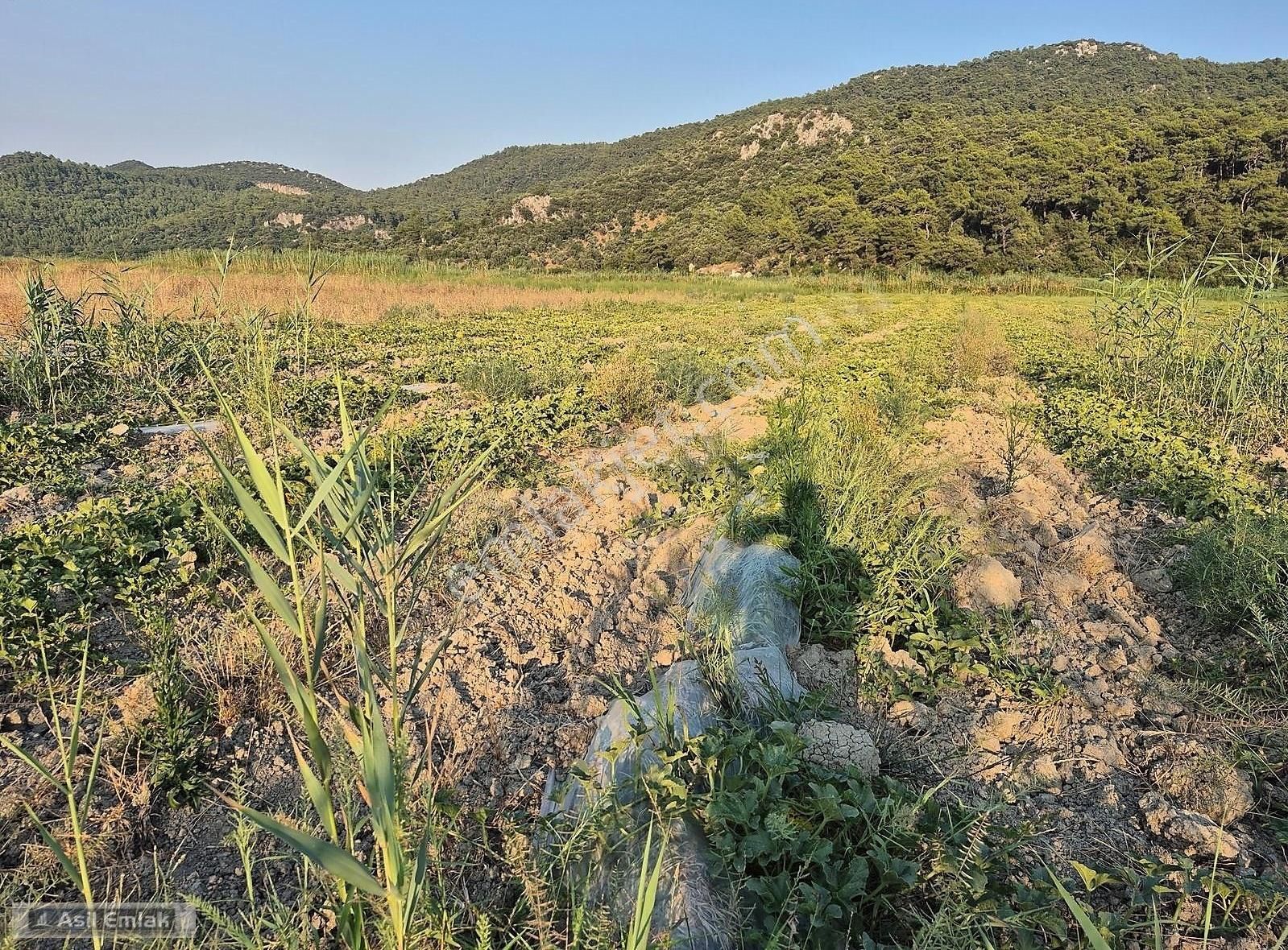 Asil Emlaktan Ortaca Güzelyurt Akdoğanda Satılık Tarla - Görsel 5