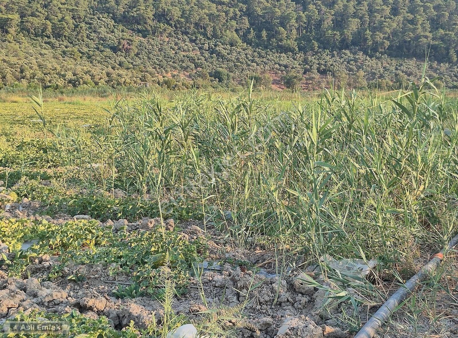 Asil Emlaktan Ortaca Güzelyurt Akdoğanda Satılık Tarla - Görsel 4