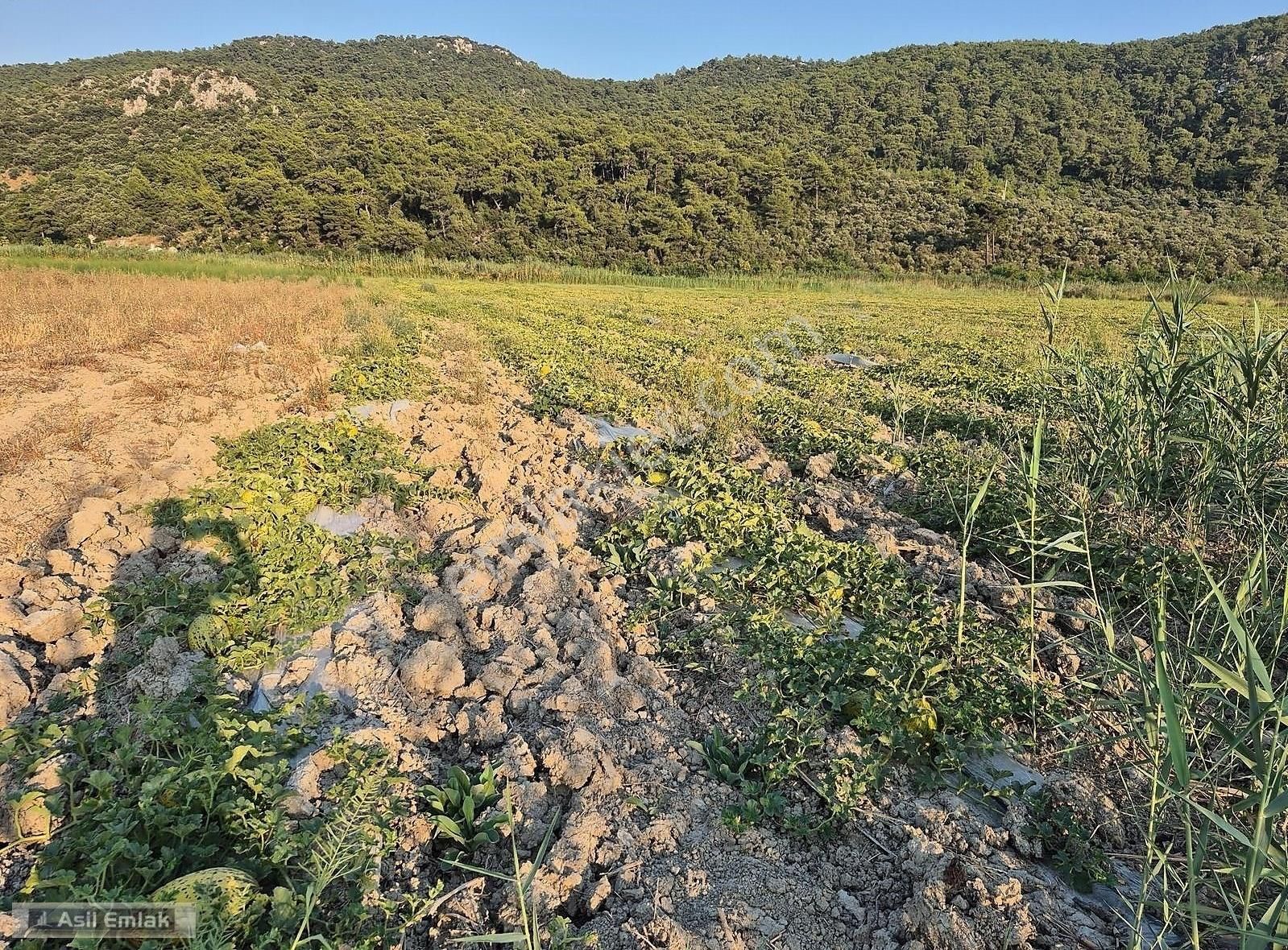 Asil Emlaktan Ortaca Güzelyurt Akdoğanda Satılık Tarla - Görsel 17
