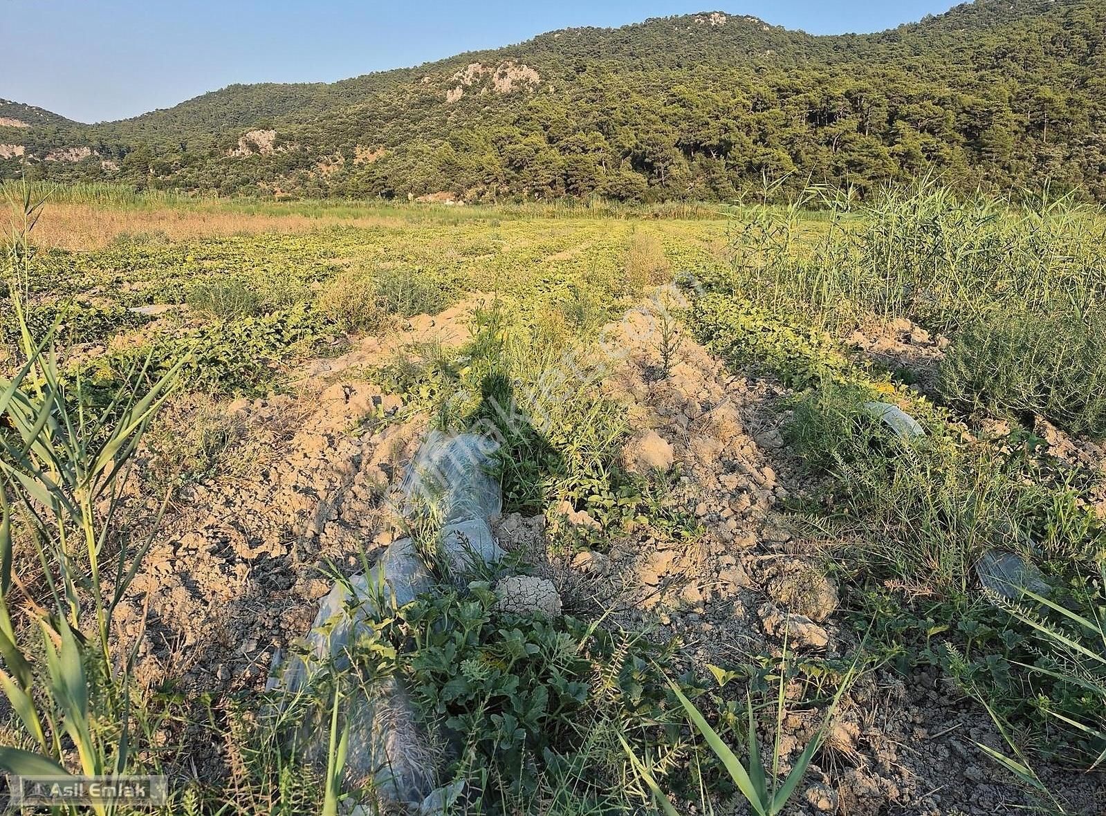 Asil Emlaktan Ortaca Güzelyurt Akdoğanda Satılık Tarla - Görsel 6
