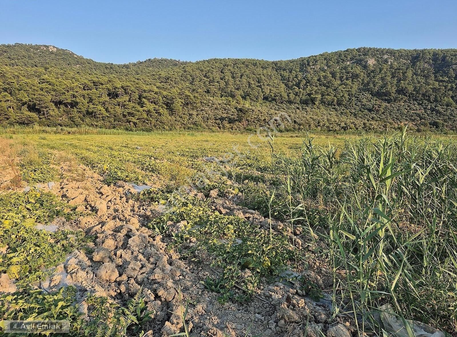Asil Emlaktan Ortaca Güzelyurt Akdoğanda Satılık Tarla - Görsel 8