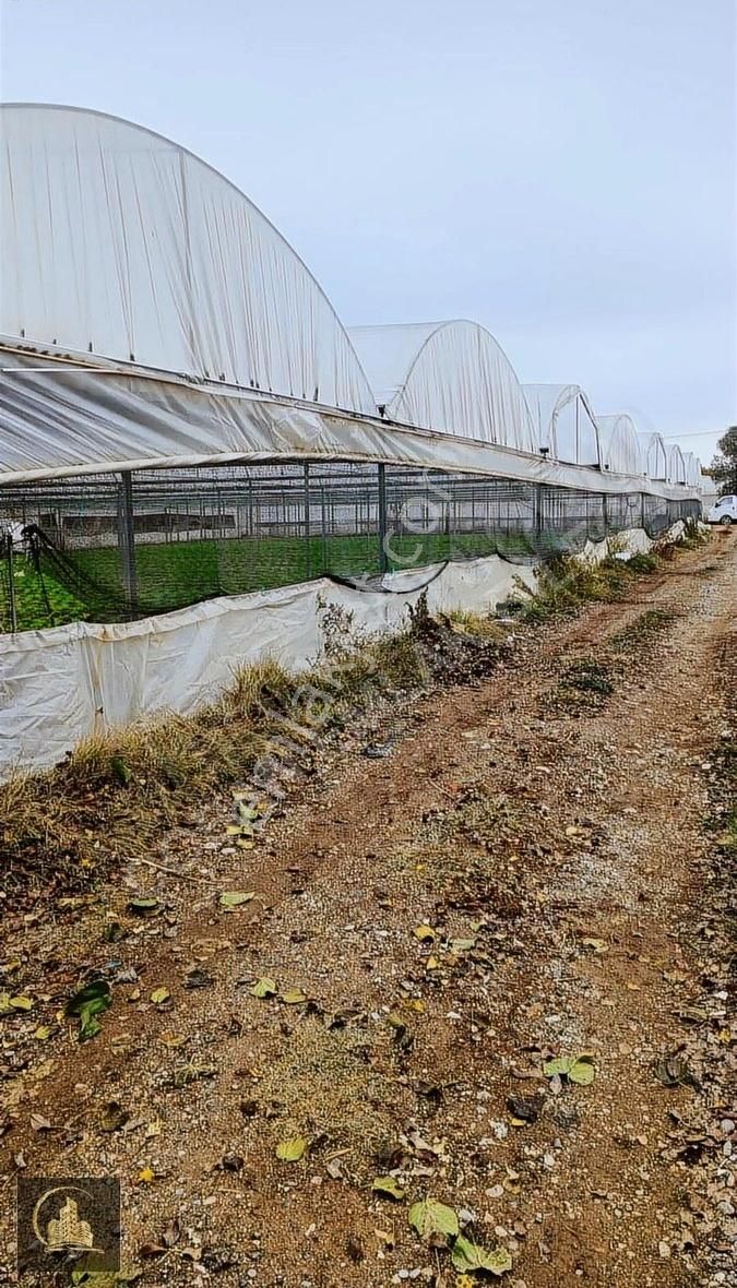 Söğüt Tuzaklı Sera Bölgesinde Yol Su Elektirikli 2432m2 Arsa