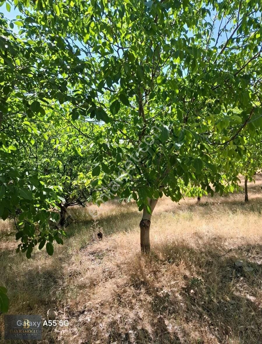 Acilllll!!!!1461m2 Ceviz Bahçesi - Görsel 2