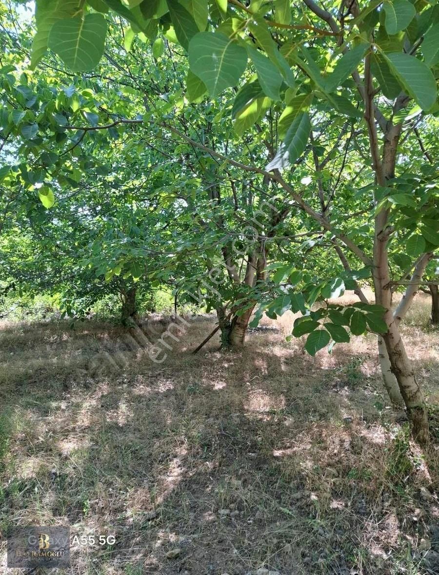 Acilllll!!!!1461m2 Ceviz Bahçesi - Görsel 6