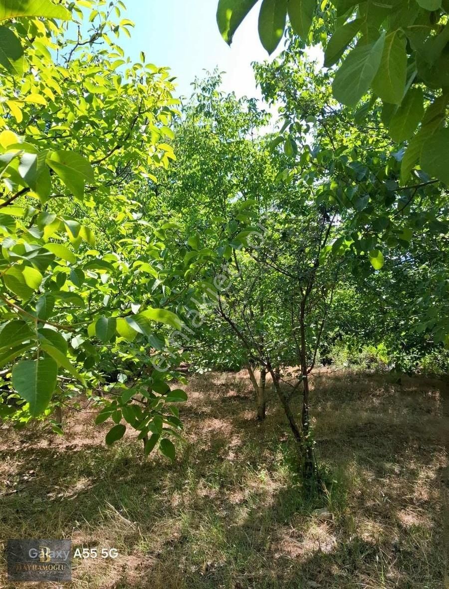 Acilllll!!!!1461m2 Ceviz Bahçesi - Görsel 5