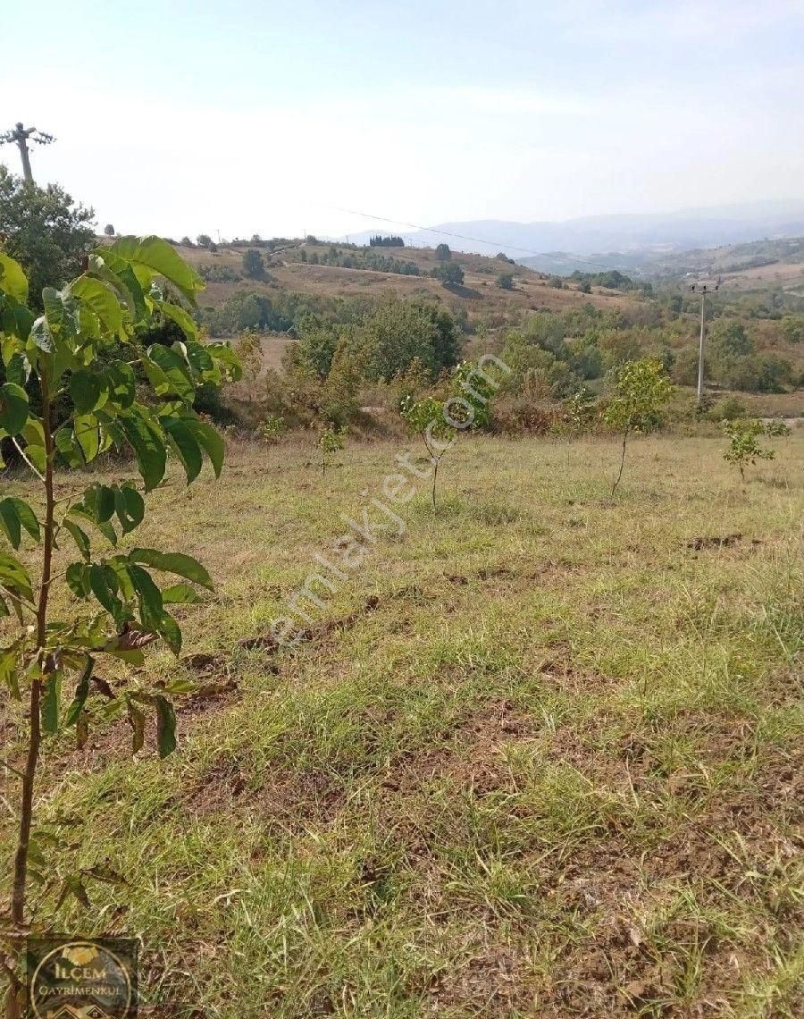 Karamürsel Avcıköyde Satılık 14500 M2 Ceviz Bahçesi