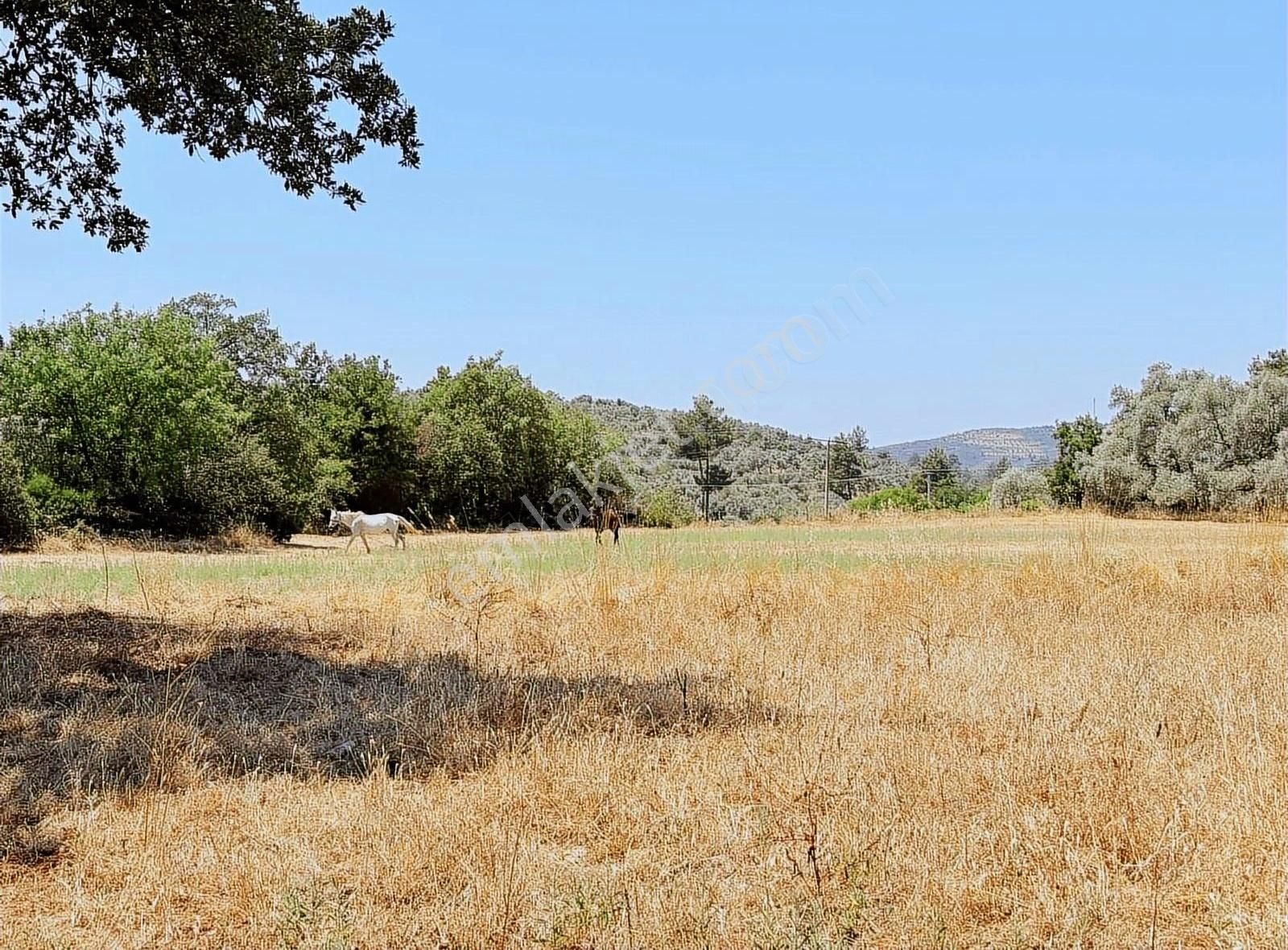 Milas Söğütçük'te Yatırım Değeri Yüksek Yolu Olan Müstakil Tarla - Görsel 2