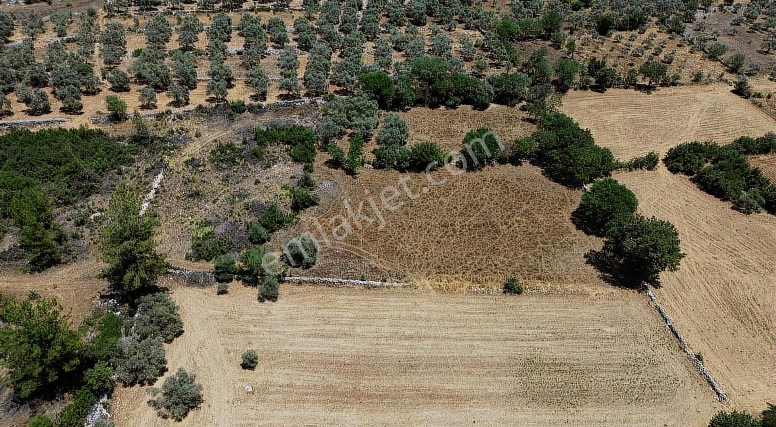 Milas Söğütçük'te Yatırım Değeri Yüksek Yolu Olan Müstakil Tarla - Görsel 7