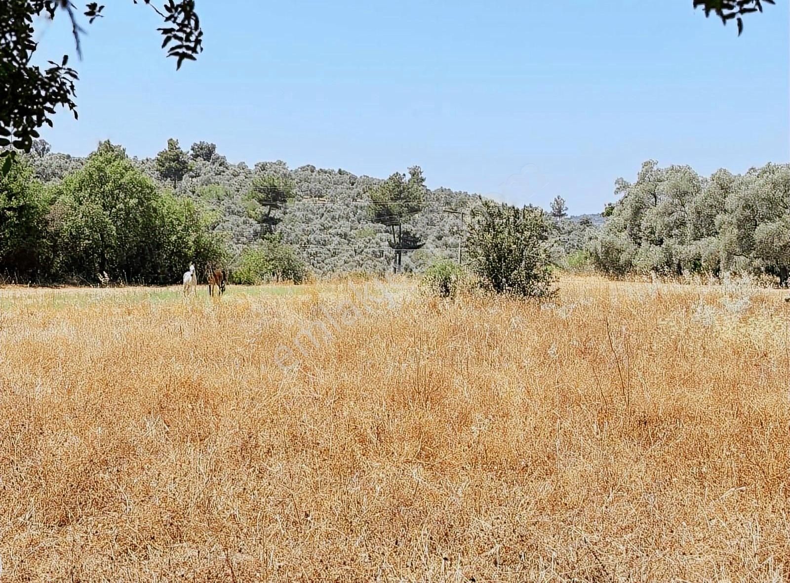 Milas Söğütçük'te Yatırım Değeri Yüksek Yolu Olan Müstakil Tarla - Görsel 8