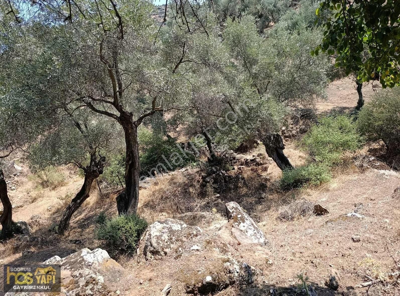 Köy İçinde Ulaşımı Kolay Satılık Zeytinlik