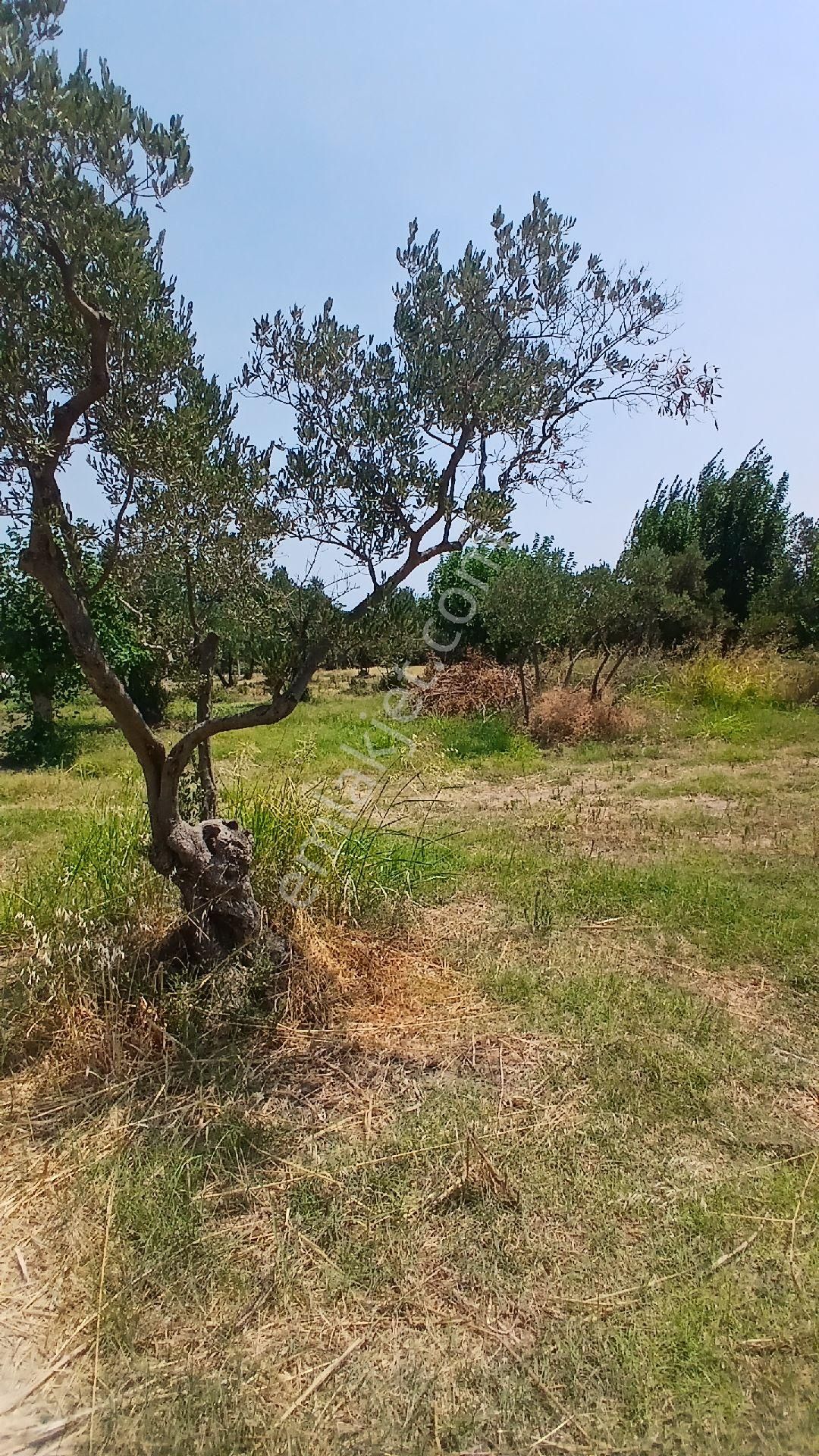 Erdek Düzlerde Merkezde Satılık Süper Yer. - Görsel 9