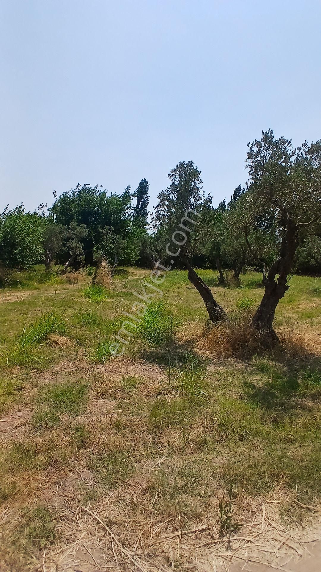 Erdek Düzlerde Merkezde Satılık Süper Yer. - Görsel 3