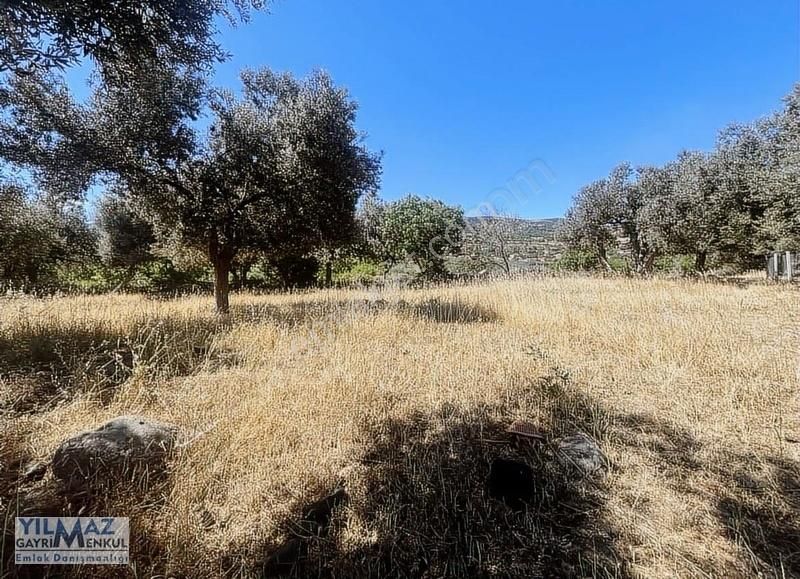 Çıtak Köyünde Kadastral Yolu Olan Satılık Zeytinlik - Görsel 2