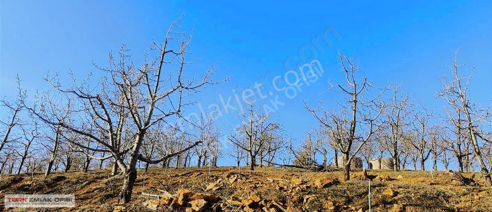 Satılık Kiraz Bahçesi Konya/hadim Karabük Mevki