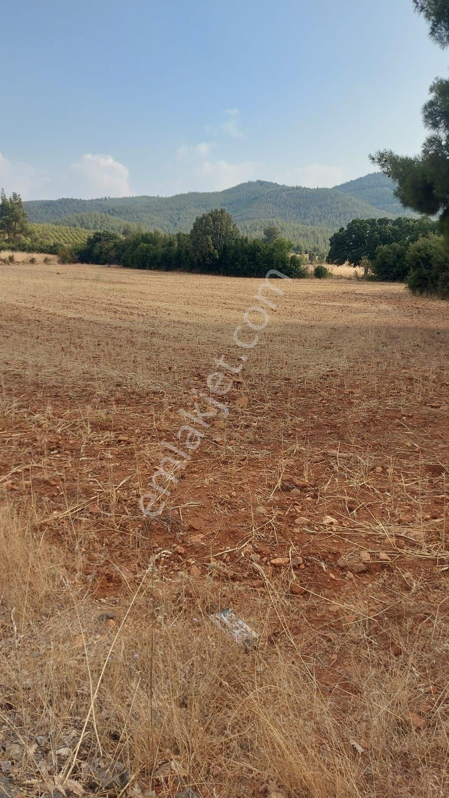Acil Satılık Tarla