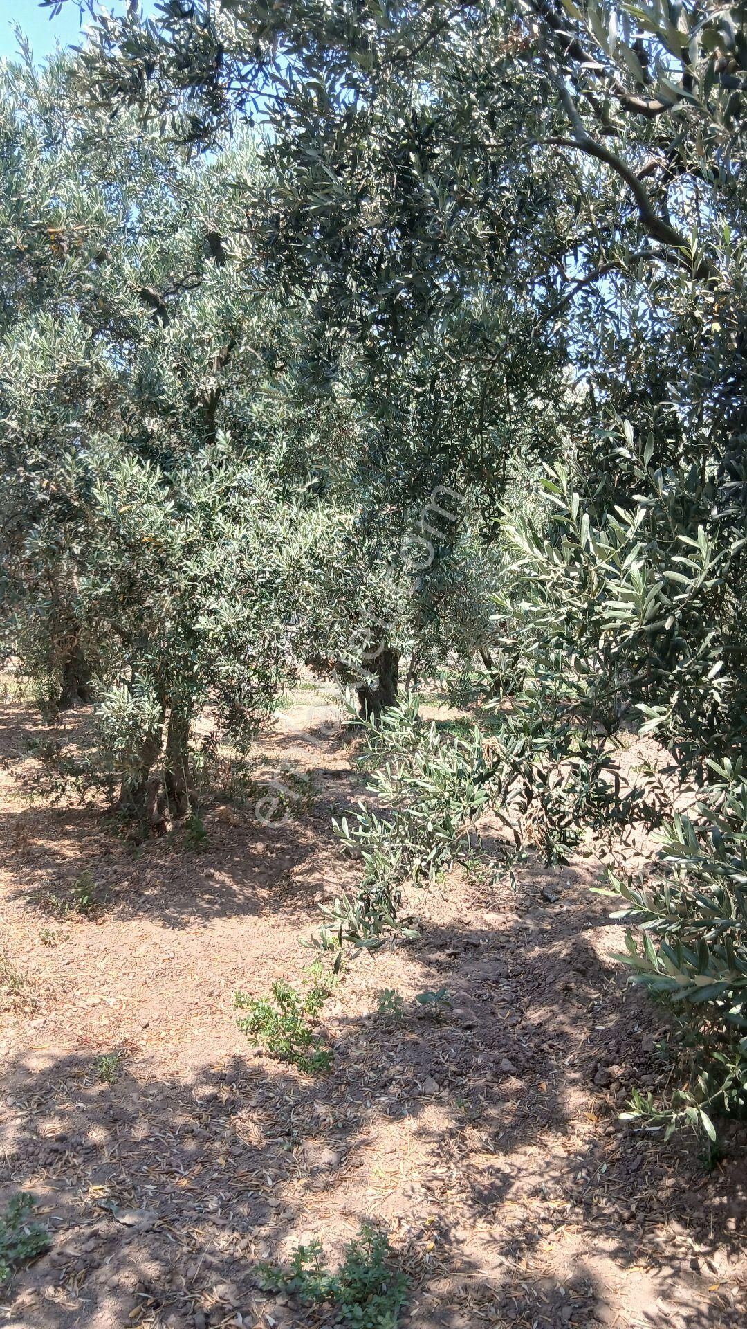 Bandırma Düzler Yukarıyapıcı Satılık - Görsel 5