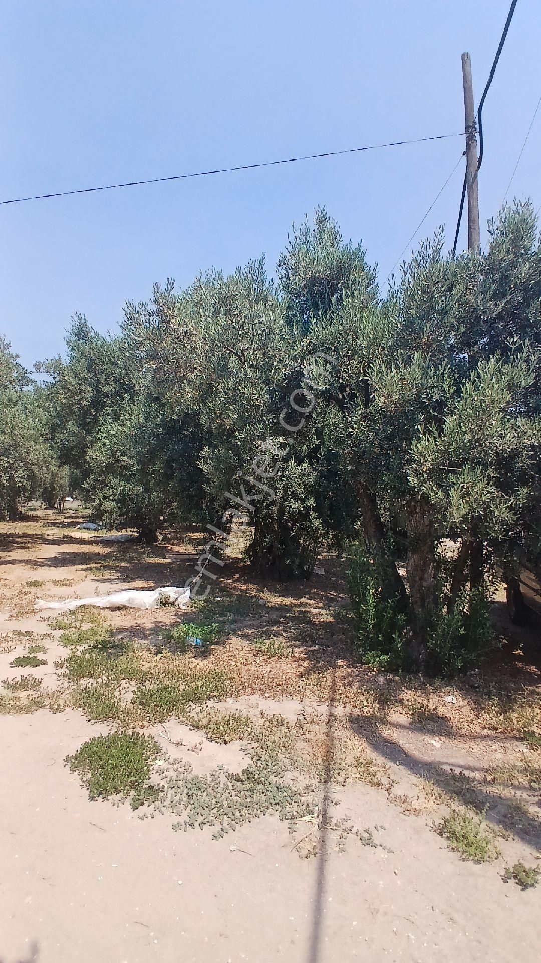 Bandırma Düzler Yukarıyapıcı Satılık - Görsel 14