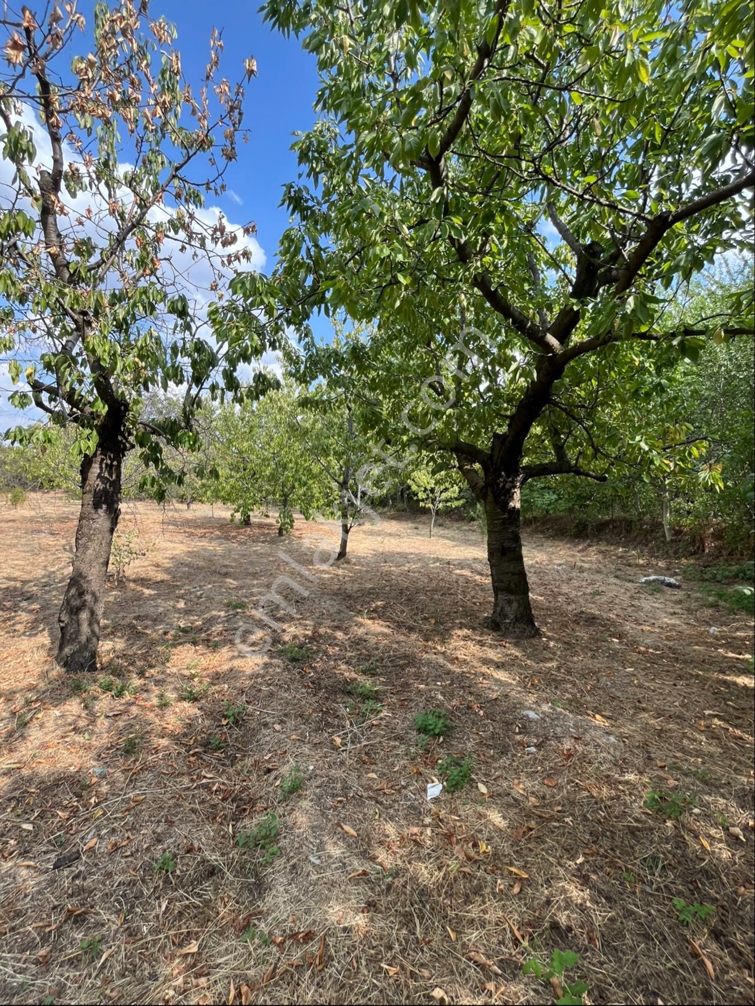 Murat Emlaktan Satılık 1660m2 Bahçe - Görsel 3