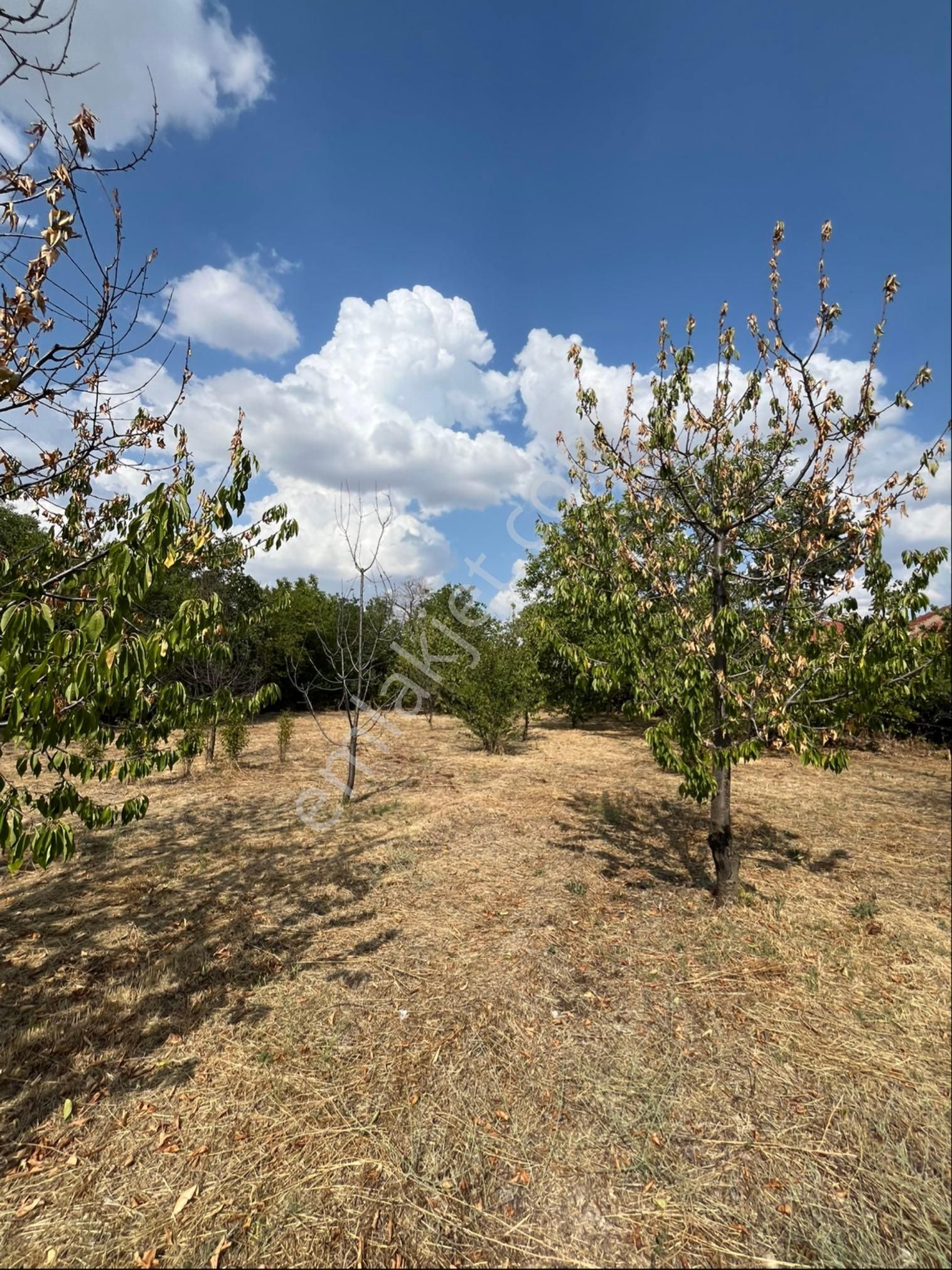 Murat Emlaktan Satılık 1660m2 Bahçe - Görsel 11