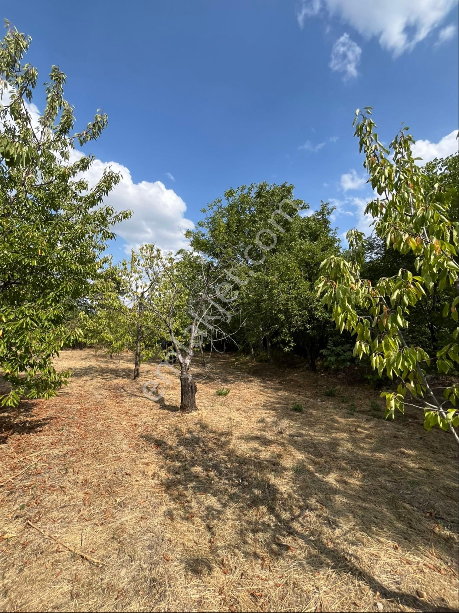 Murat Emlaktan Satılık 1660m2 Bahçe - Görsel 5