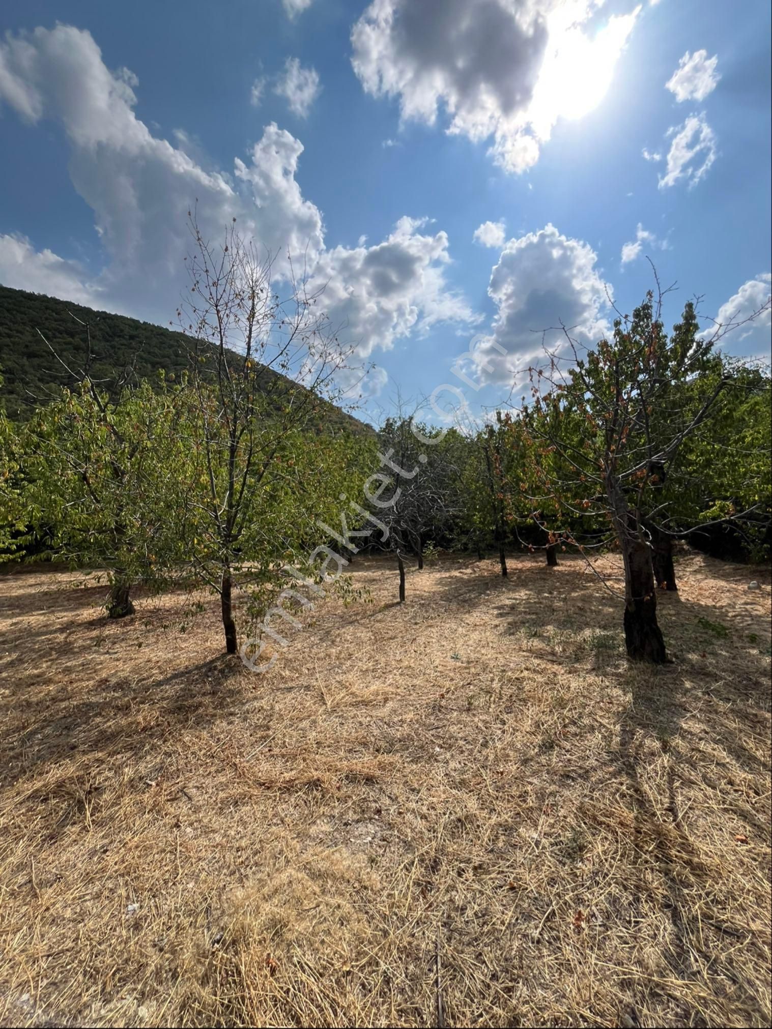 Murat Emlaktan Satılık 1660m2 Bahçe - Görsel 8