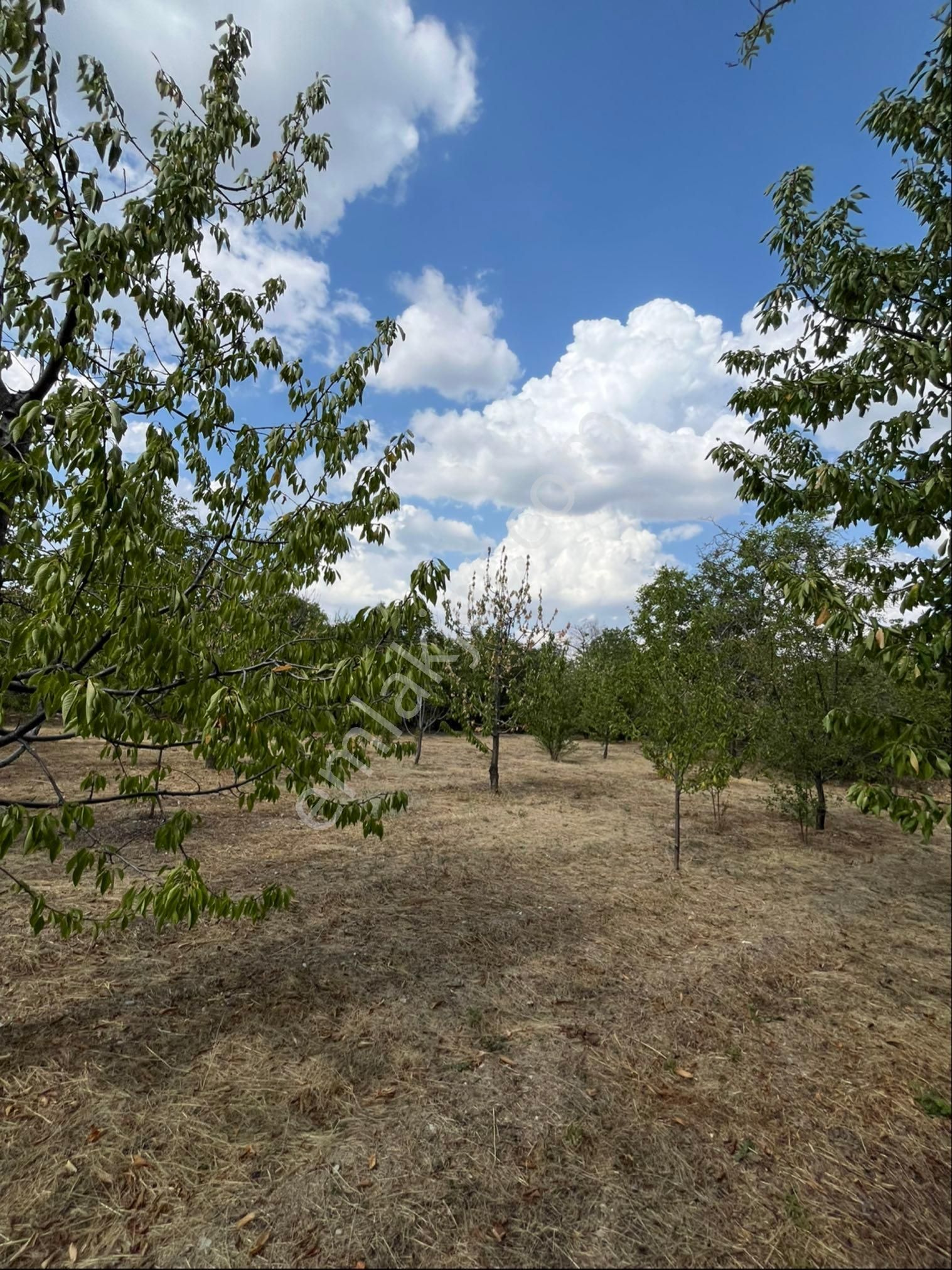 Murat Emlaktan Satılık 1660m2 Bahçe