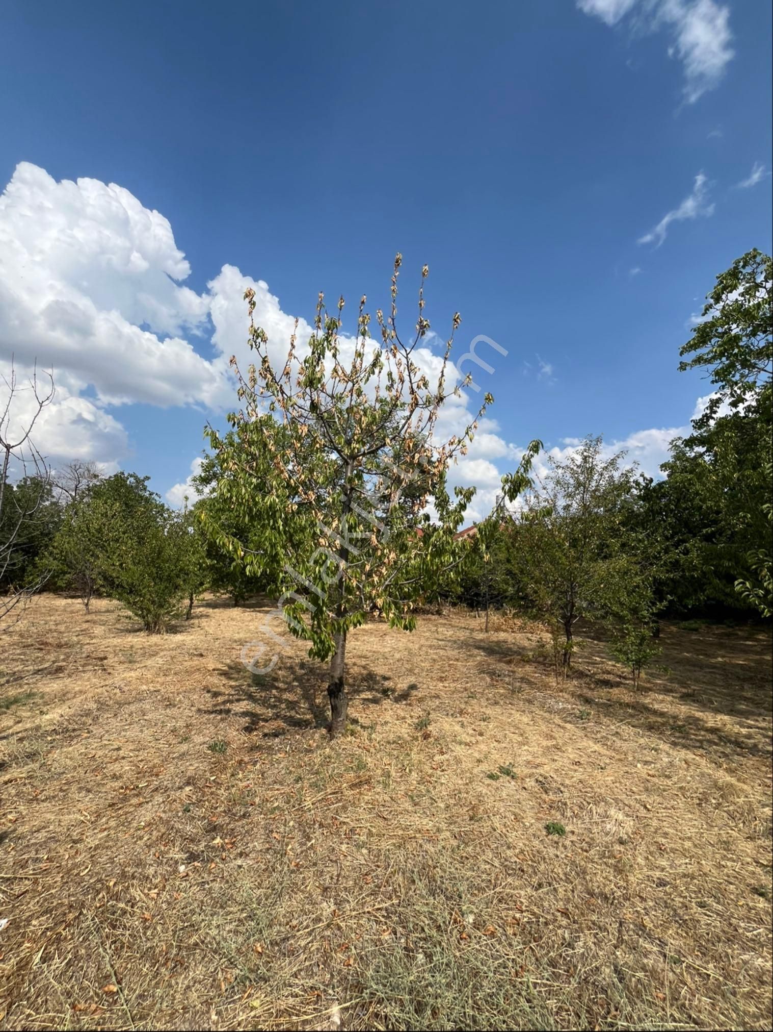 Murat Emlaktan Satılık 1660m2 Bahçe - Görsel 10