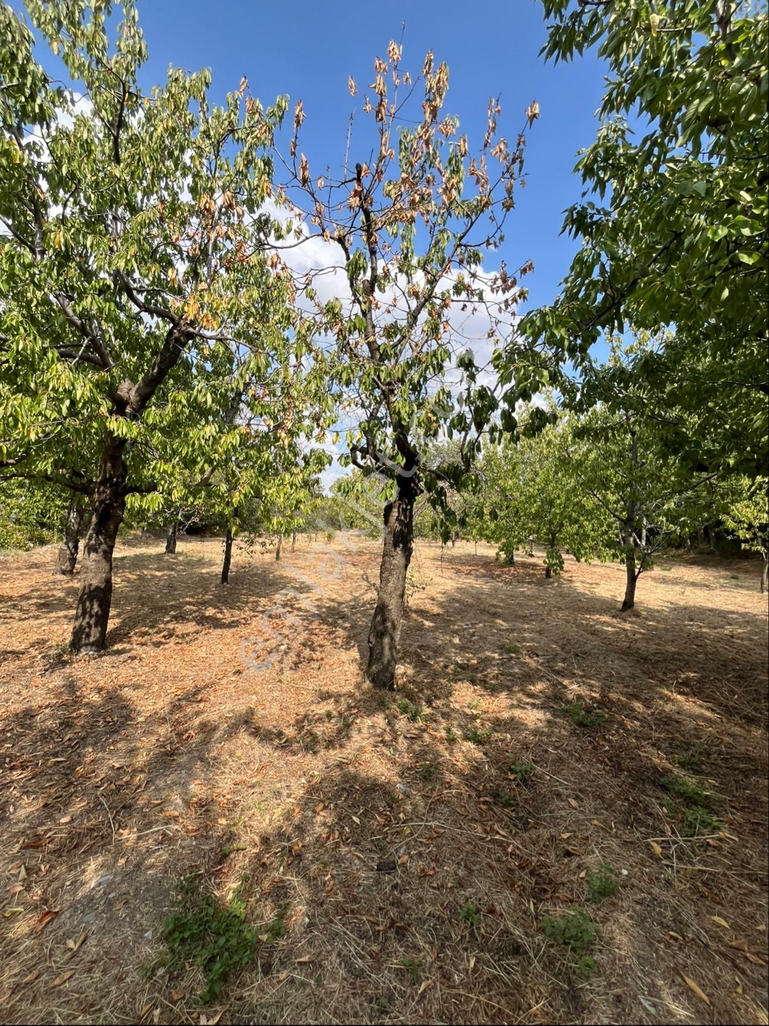 Murat Emlaktan Satılık 1660m2 Bahçe - Görsel 4