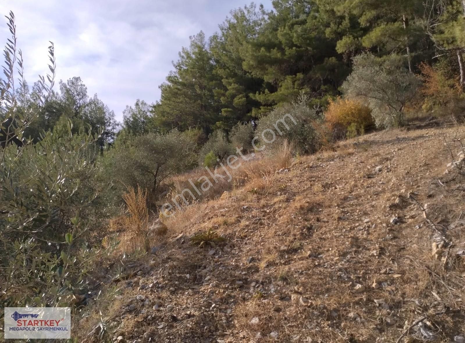 Muğla Menteşe'de 2.279 M2 Tarla