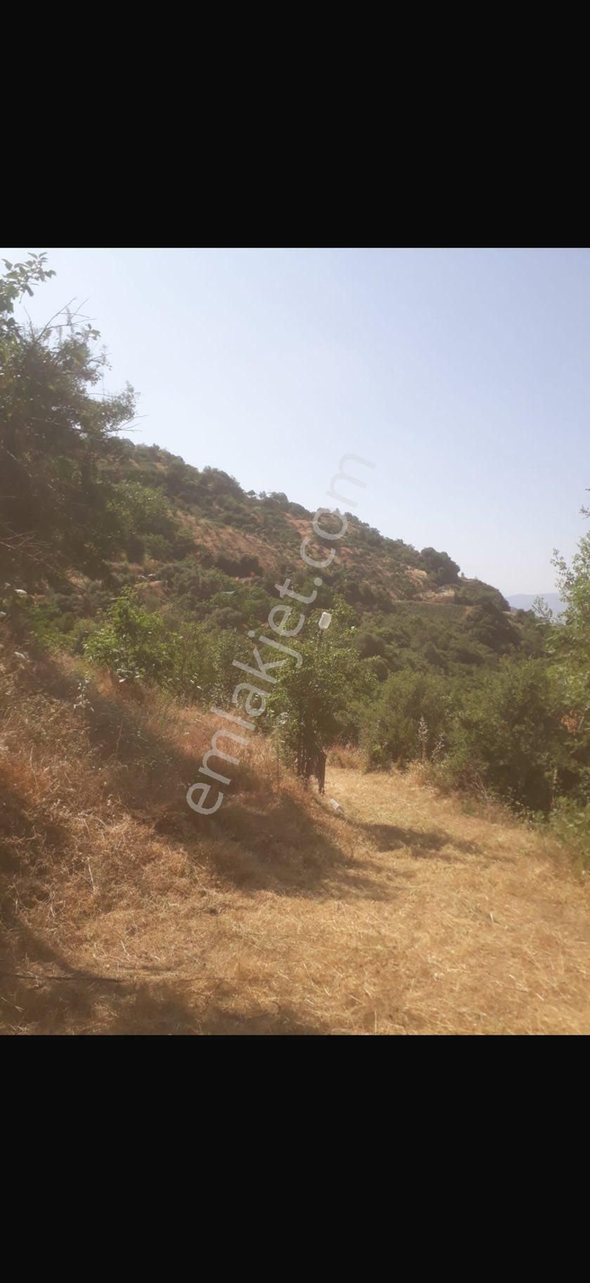 Pek Emlaktan Tire Nin Karadenizi Eğridere De 6000 M2 Satılık Tek Tapu Ceviz Ve Kestane Bahçesi - Görsel 7