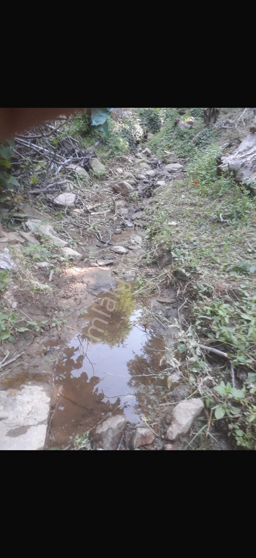 Pek Emlaktan Tire Nin Karadenizi Eğridere De 6000 M2 Satılık Tek Tapu Ceviz Ve Kestane Bahçesi - Görsel 8