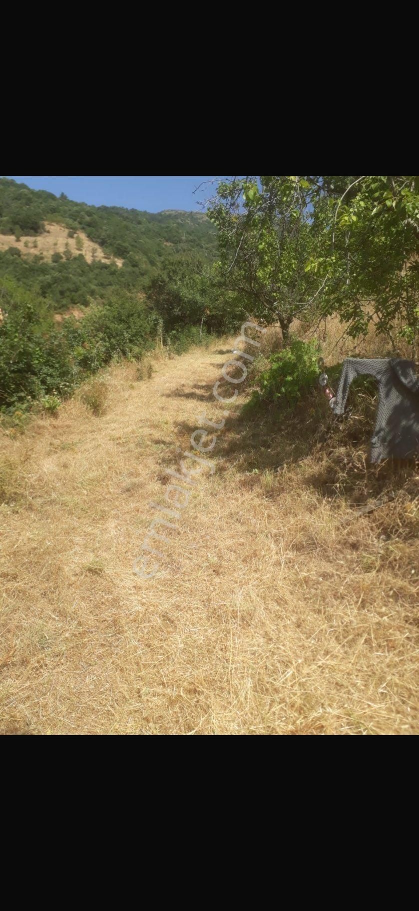 Pek Emlaktan Tire Nin Karadenizi Eğridere De 6000 M2 Satılık Tek Tapu Ceviz Ve Kestane Bahçesi - Görsel 2