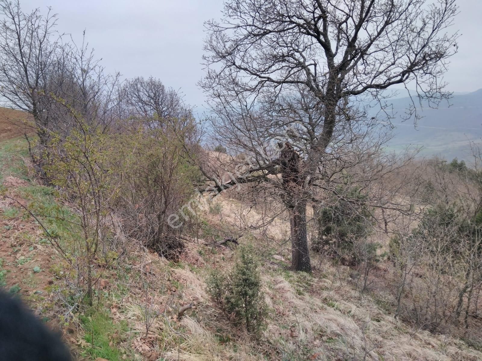 Bursa İznik Mecidiye 7638 M2 Satılık Tarla - Görsel 14