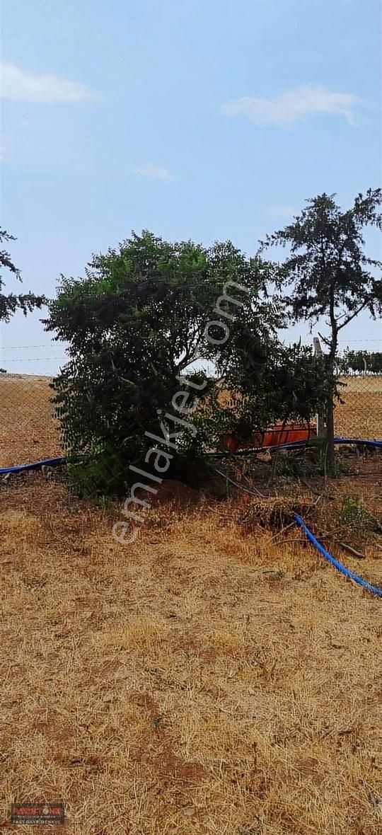 Ulukışla Güney Köyünde 17 Dönüm Satılık Ceviz Bahçesi